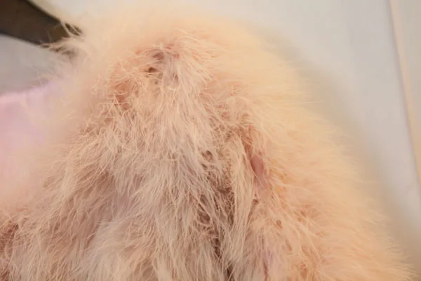 Harppihop 13 colors fashion sexy Ostrich wool turkey fur women coat feather short plus size jacket winter festival long sleeve