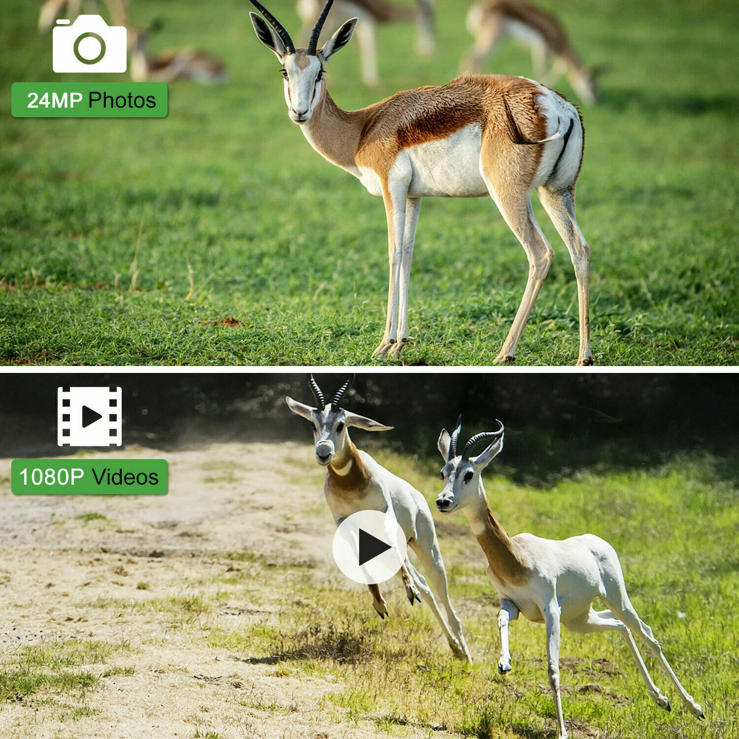Mini Trail Hunting Camera 24MP 1080P 0.5s Motion Trigger Night Vision Waterproof Wildlife Photo Trap Scouting Cam