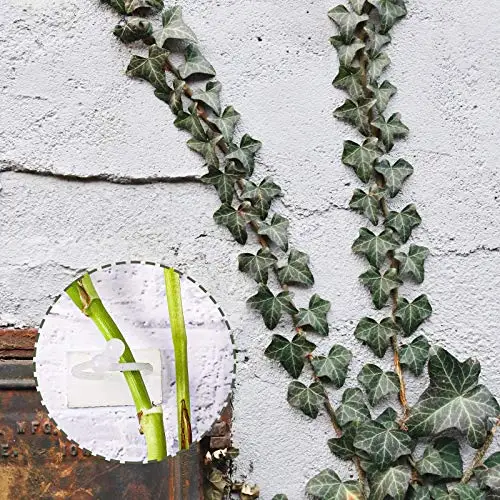 Plant Climbing Self-Adhesive Wall Vines Tools Fixture Plant Wall Fixture Clips Fixed Buckle Hook for Home Garden Wall Sticky