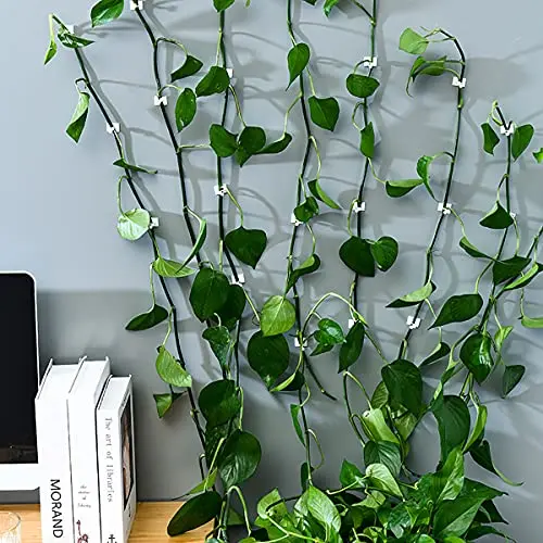 Plant Climbing Self-Adhesive Wall Vines Tools Fixture Plant Wall Fixture Clips Fixed Buckle Hook for Home Garden Wall Sticky