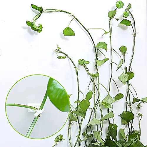 Plant Climbing Self-Adhesive Wall Vines Tools Fixture Plant Wall Fixture Clips Fixed Buckle Hook for Home Garden Wall Sticky