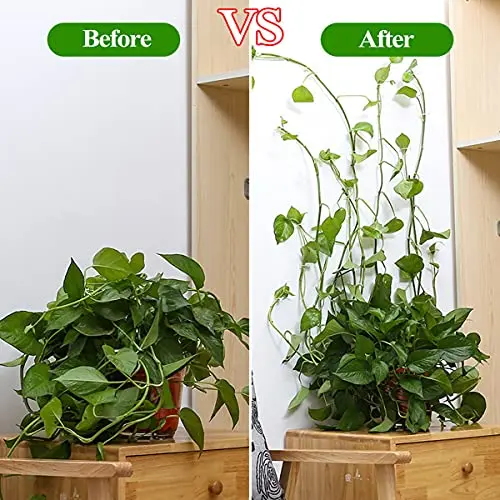 Plant Climbing Self-Adhesive Wall Vines Tools Fixture Plant Wall Fixture Clips Fixed Buckle Hook for Home Garden Wall Sticky