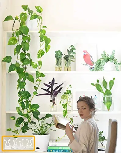 Plant Climbing Self-Adhesive Wall Vines Tools Fixture Plant Wall Fixture Clips Fixed Buckle Hook for Home Garden Wall Sticky