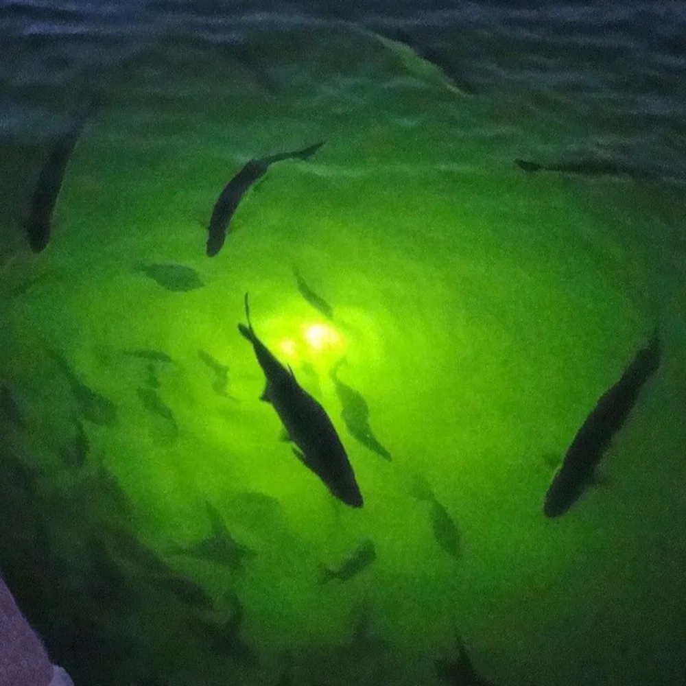 100W 150W DC 12V Green White Squid IP68 High Power Fish Attractant Bait Lure Night Submersible Underwater LED Fishing Light