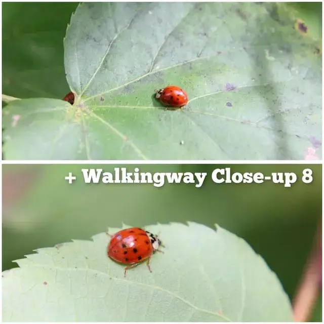 Walkingway Macro Close Up Filter DSLR Camera Lens Filter 37/40.5/49/52/55/58/62/67/72/77/82mm for Canon Sony Nikon DSLR Cameras