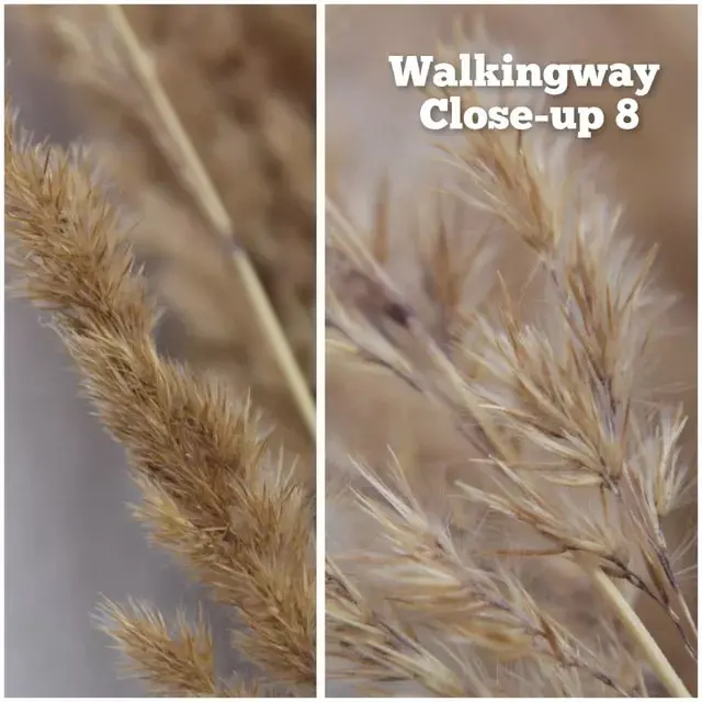 Walkingway Macro Close Up Filter DSLR Camera Lens Filter 37/40.5/49/52/55/58/62/67/72/77/82mm for Canon Sony Nikon DSLR Cameras