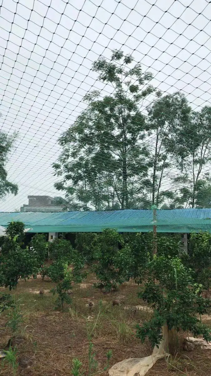 Heavy Anti Bird Netting Net Garden Fence and Crops Protective Fencing Mesh Anti Bird Deer Cat Dog Chicken Net Fishing Net