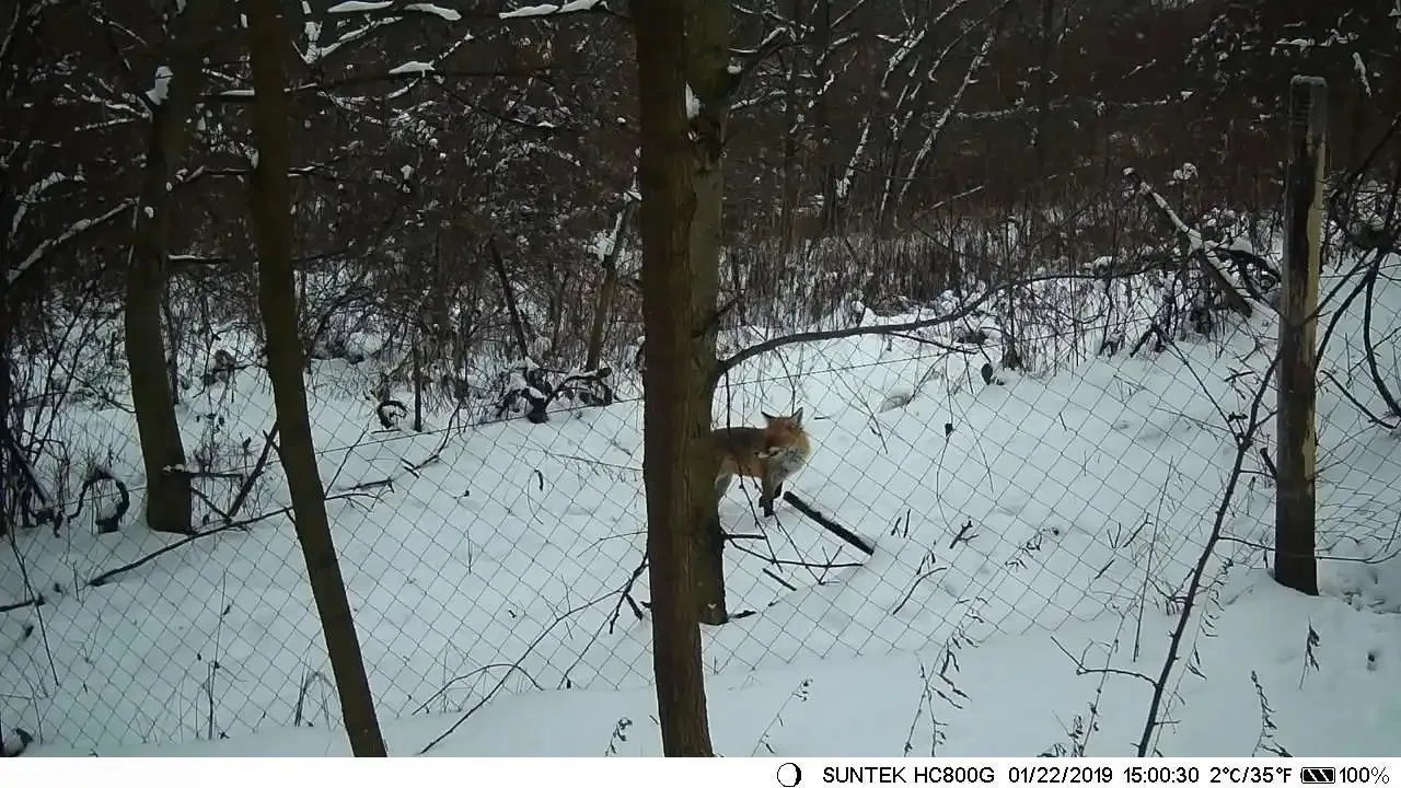 Wildlife Trail Camera Photo Traps Night Vision 2G SMS MMS SMTP Email Cellular Hunting Cameras HC900M Surveillance